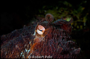 Giant pacific octopus, close-up by Robert Polo 
